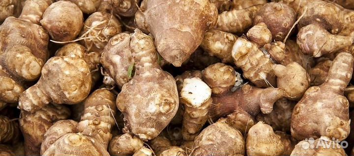 Топинамбур клубни