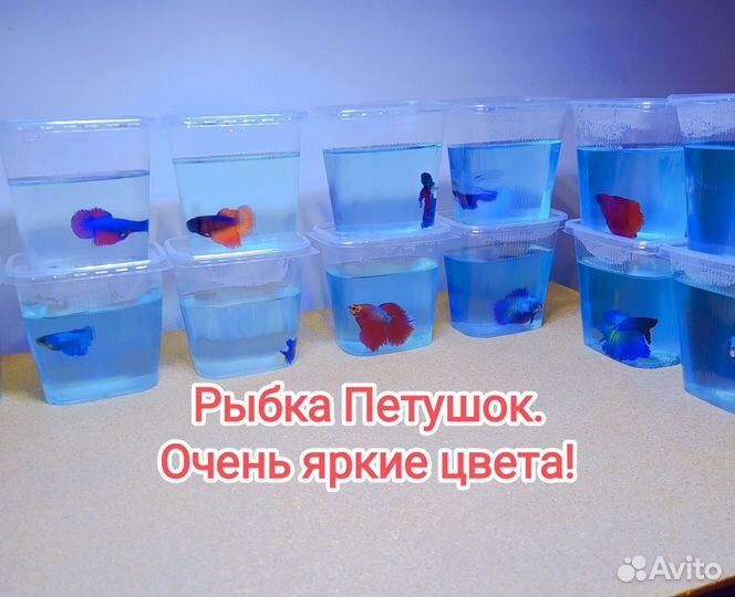 Рыбка Петушок редких окрасов