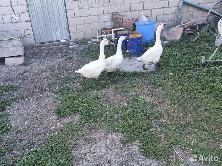 Семья гусей