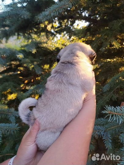 Щенки мопса