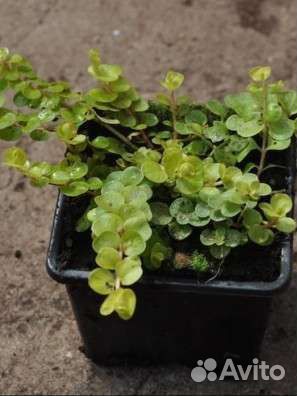 Вербейник монетчатый (лизимахия)