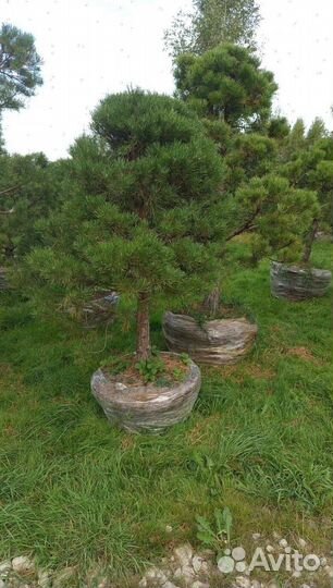 Можжевельник Блю Эрроу