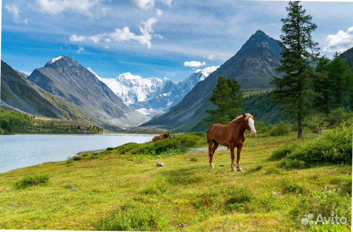 Тур поездка Алтай летний экспедиции до 8 дн