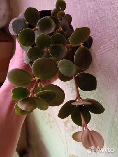 Пеперомия Хоуп