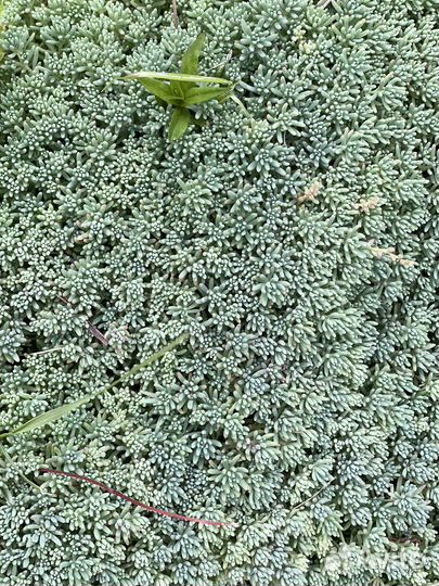 Неприхотливые очитки почвопокровные