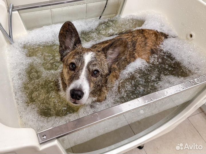 Стрижка собак и кошек груминг