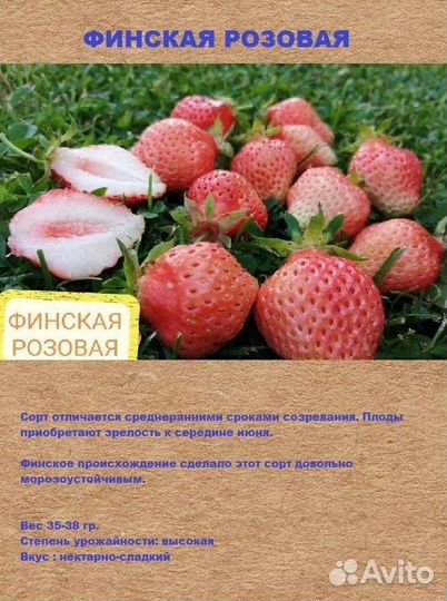Рассада клубники: Альба, Чамора Туруси, Финская