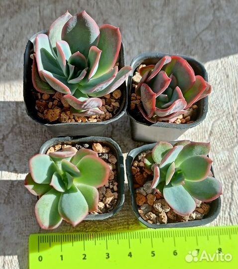 Эхеверии и другие суккуленты