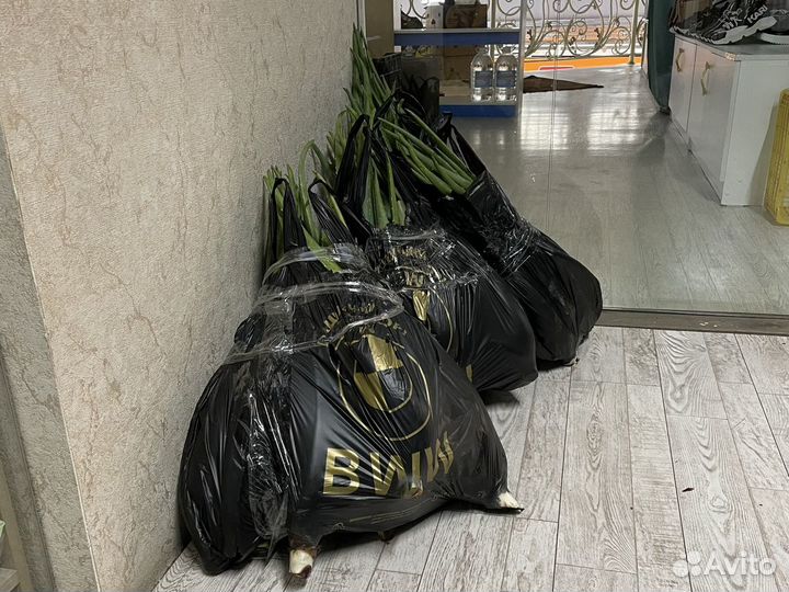 Алоэ вера и Алоэ древовидное (столетник)