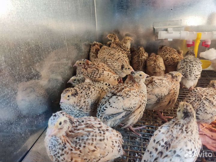 Перепела Феникс Золотистый и инкубационное яйцо