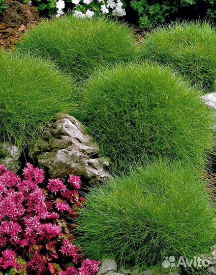 Овсяница зеленая (Festuca)