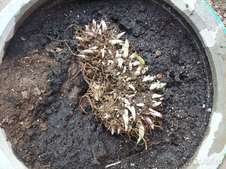 Хоста растение