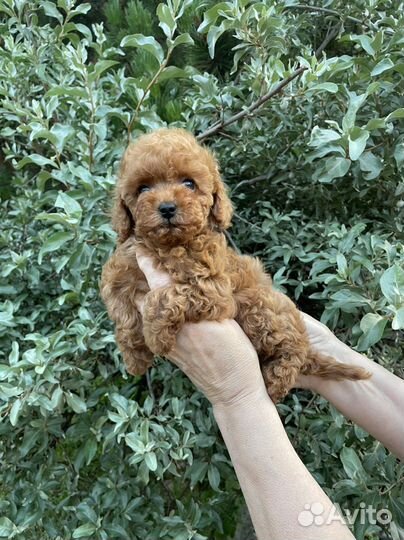 Мальтипу f1 мини девочка