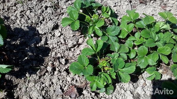 Рассада клубники купчиха, фестивальн