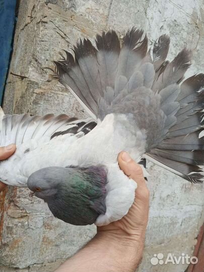Продажа голубей