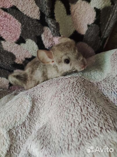 Шиншилла