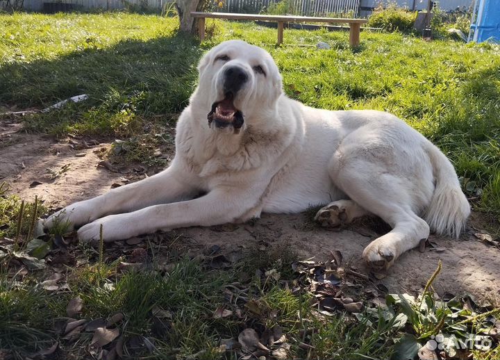 Продажа щенков алабая