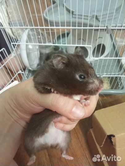 Хомяки с клеткой