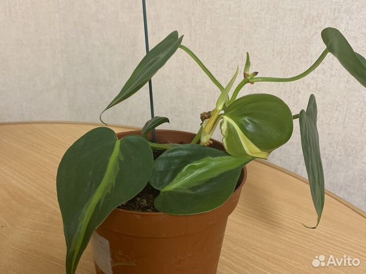 Филодендроны