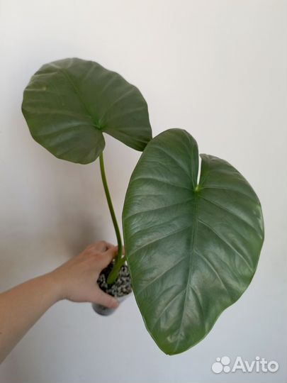 Алоказия Опал Бьюти