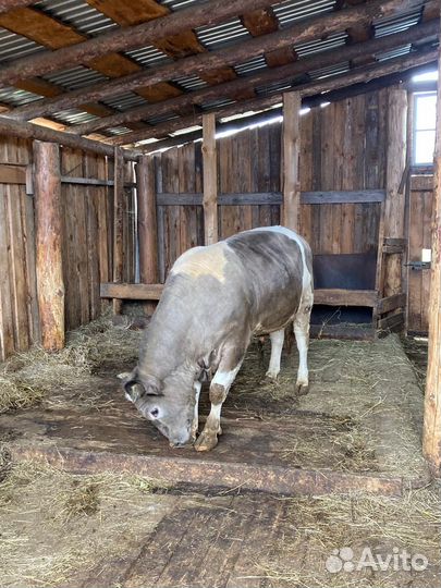 Продаётся бык