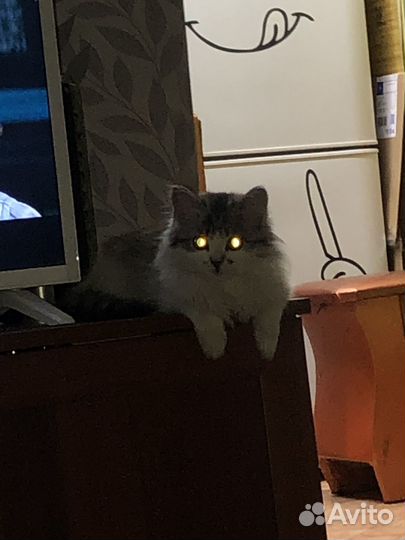 Кошка в дар бесплатно