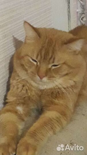 Котик Рыжка