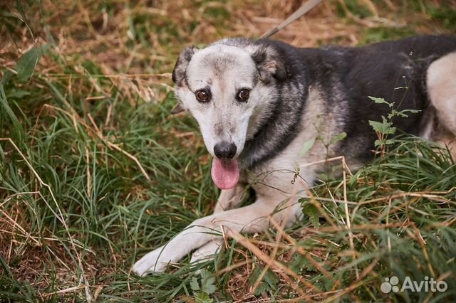 В добрые руки стесняшка собака Репка