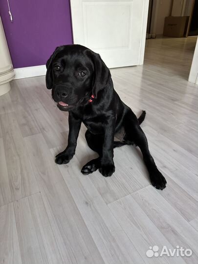 Лабрадор ретривер девочка