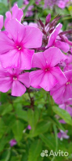 Продам флоксы
