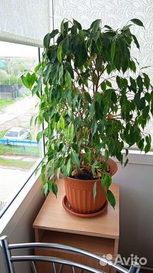 Фикус бенджамина