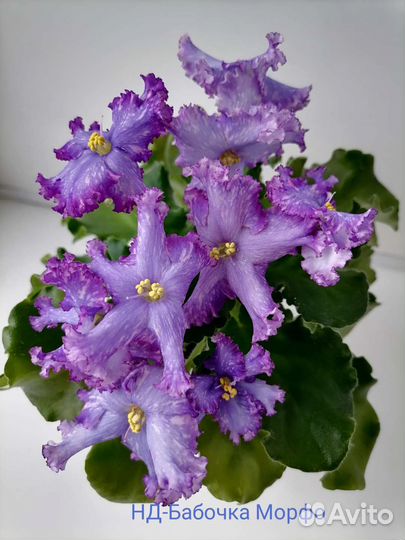 Фиалки сортовые