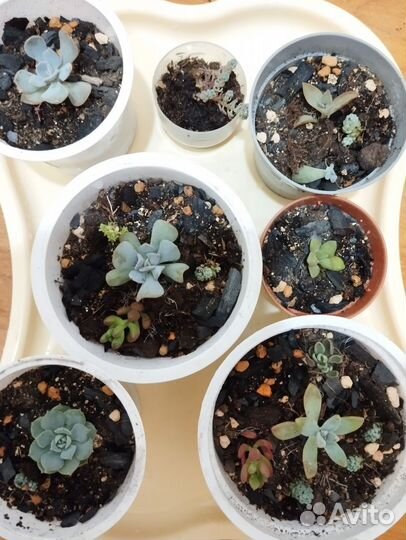 Кактусы и суккуленты