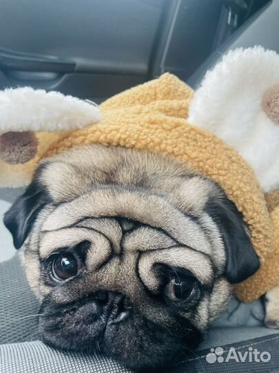 Случка мопс