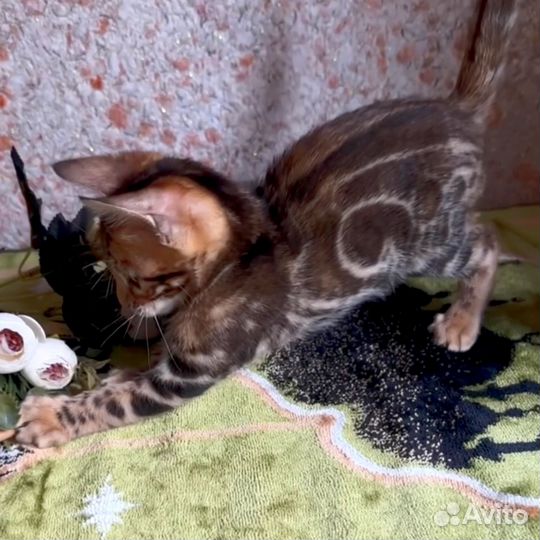 Бенгальская кошка