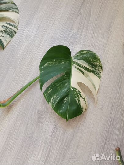 Монстра альба