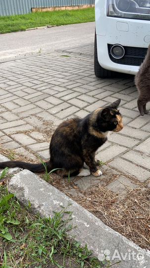 Кошка Клякса ищет дом