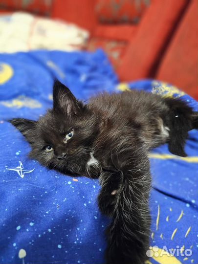 Котята мейн-кун