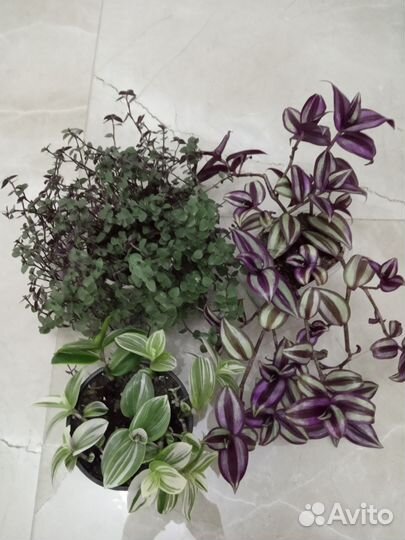 Традисканции