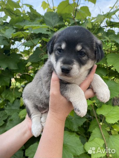 Щенок