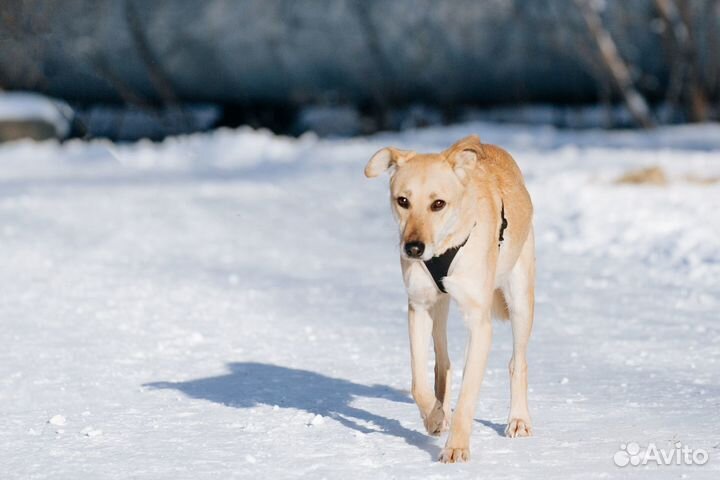 Марка хочет домой