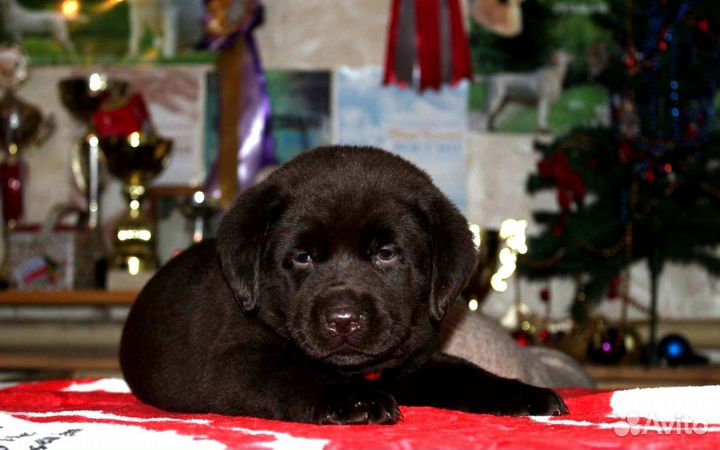 Шоколадные девочки лабрадор