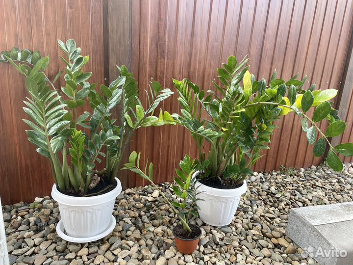 Замиокулькас