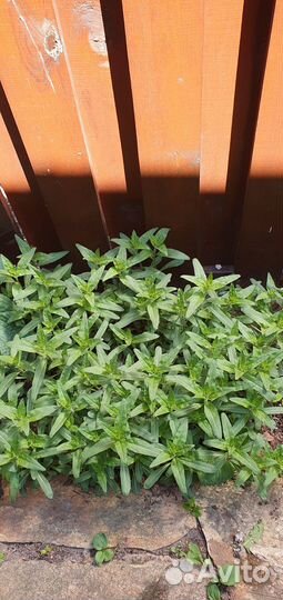 Хоста растение