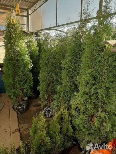 Туя-Пирамидальная