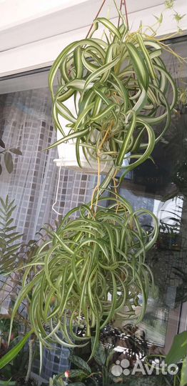 Монстера ,бегония Хлорофитум,роза,много др