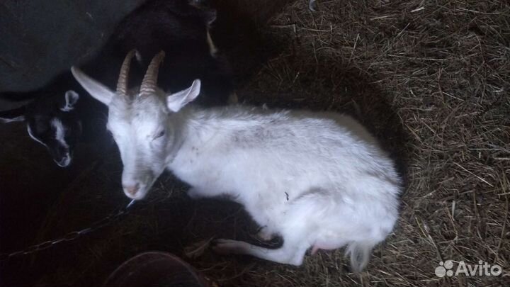 Высокоудойные козы