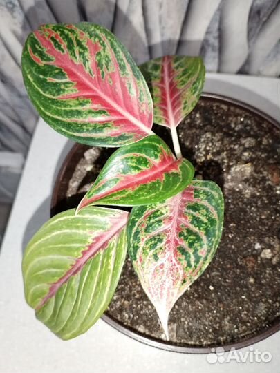 Аглаонема в ассортименте