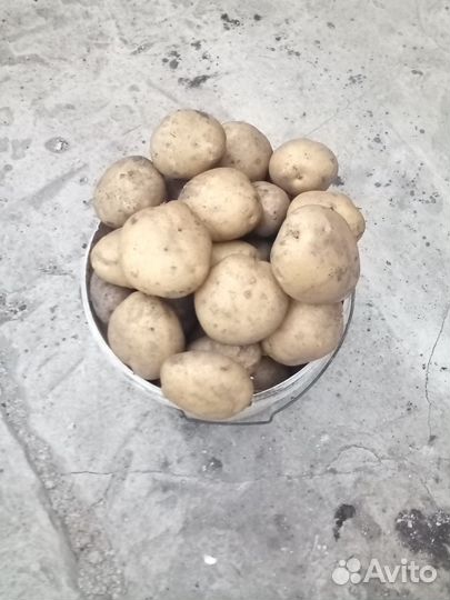 Отборный картофель на еду и семена сантэ