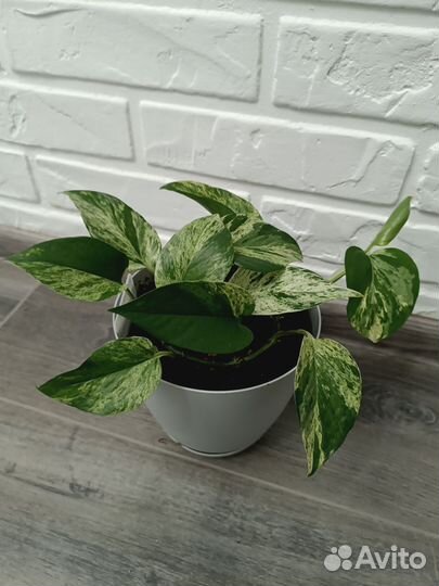 Эпипремнум Marble Queen